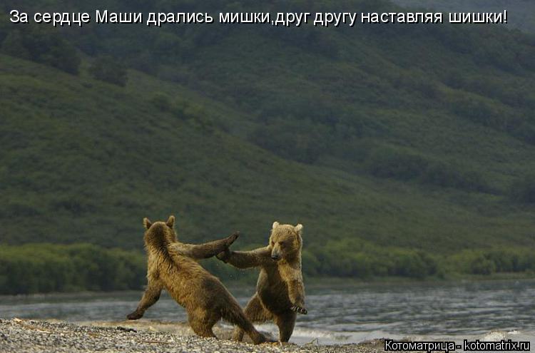 За сердце Маши дрались мишки,друг другу наставляя шишки!... Котоматрица: За сердце Маши дрались мишки,друг другу наставляя шишки!