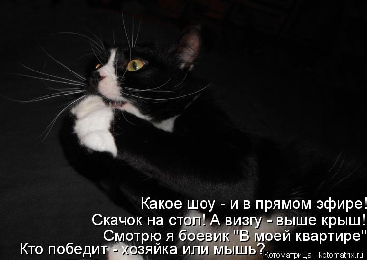 Котоматрица: Какое шоу - и в прямом эфире! Скачок на стол! А визгу - выше крыш! Смотрю я боевик "В моей квартире", Кто победит - хозяйка или мышь?