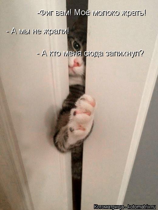 -Фиг вам! Моё молоко жрать! - А мы не жрали! - А кто меня сюда запихнул?... Котоматрица: -Фиг вам! Моё молоко жрать! - А мы не жрали! - А кто меня сюда запихнул?