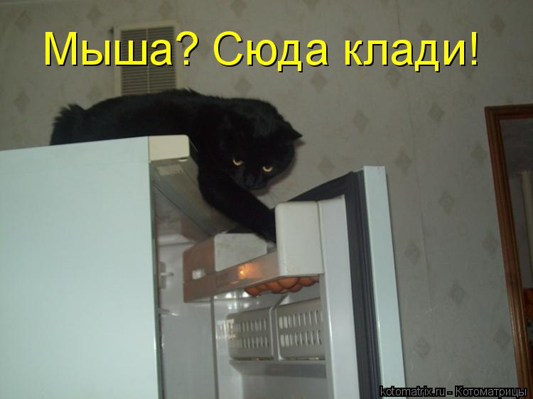 Котоматрица: Мыша? Сюда клади!