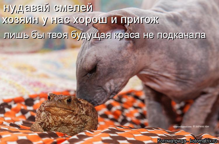 Котоматрица: ну,давай смелей хозяин у нас хорош и пригож лишь бы твоя будущая краса не подкачала