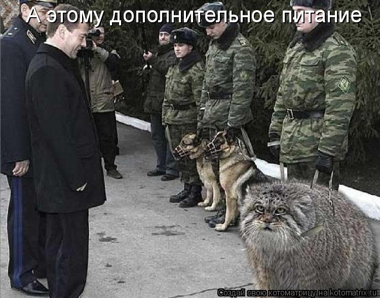 Котоматрица: А этому дополнительное питание