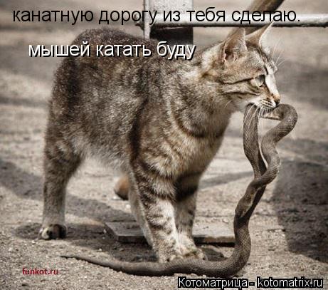 Котоматрица: канатную дорогу из тебя сделаю. мышей катать буду