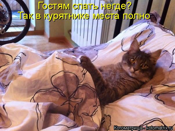 Котоматрица: Гостям спать негде?  Так в курятнике места полно