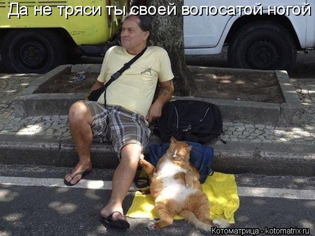 Да не тряси ты своей волосатой ногой... Котоматрица: Да не тряси ты своей волосатой ногой