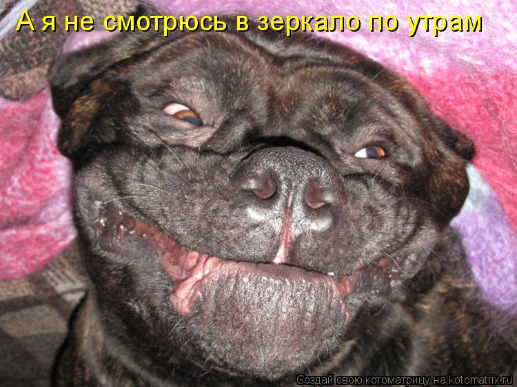 А я не смотрюсь в зеркало по утрам... Котоматрица: А я не смотрюсь в зеркало по утрам