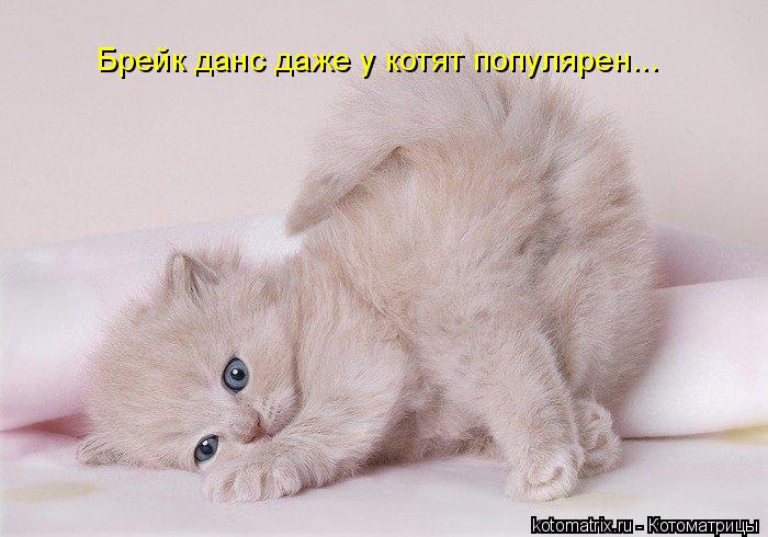 Котоматрица: Брейк данс даже у котят популярен...