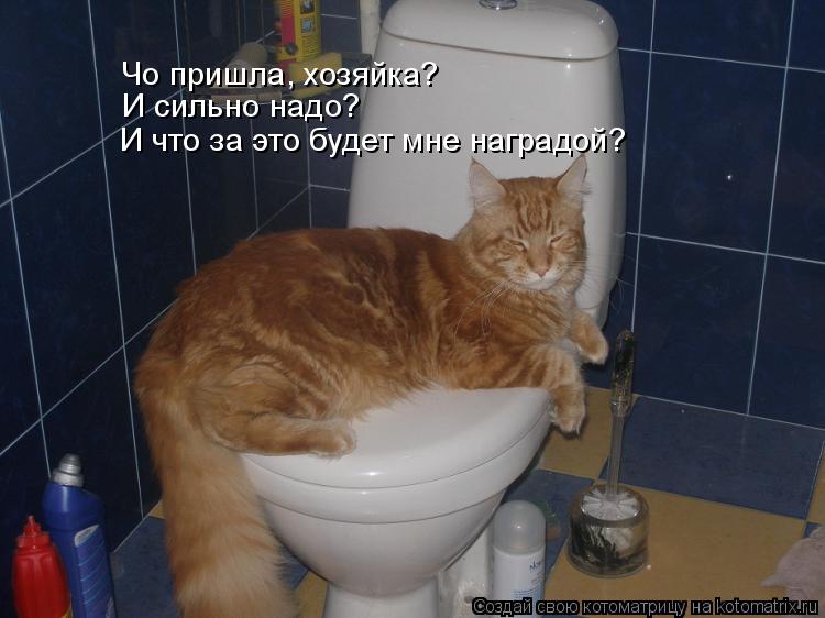 И что за это будет мне наградой? Чо пришла, хозяйка? И сильно надо?... Котоматрица: И что за это будет мне наградой? Чо пришла, хозяйка? И сильно надо?