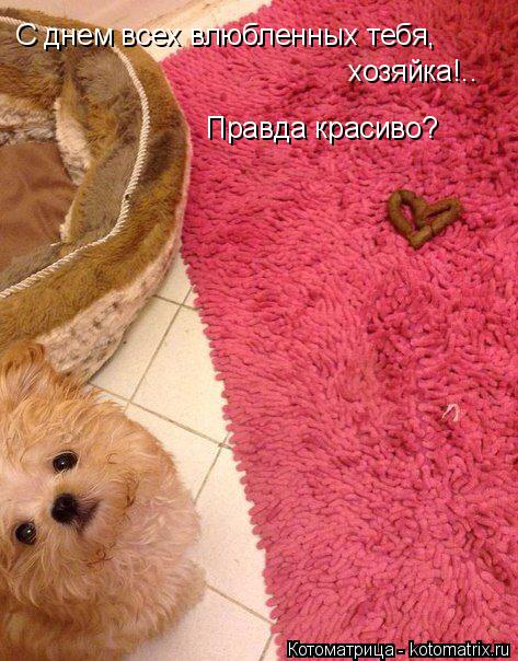 Котоматрица: С днем всех влюбленных тебя, хозяйка!.. Правда красиво?