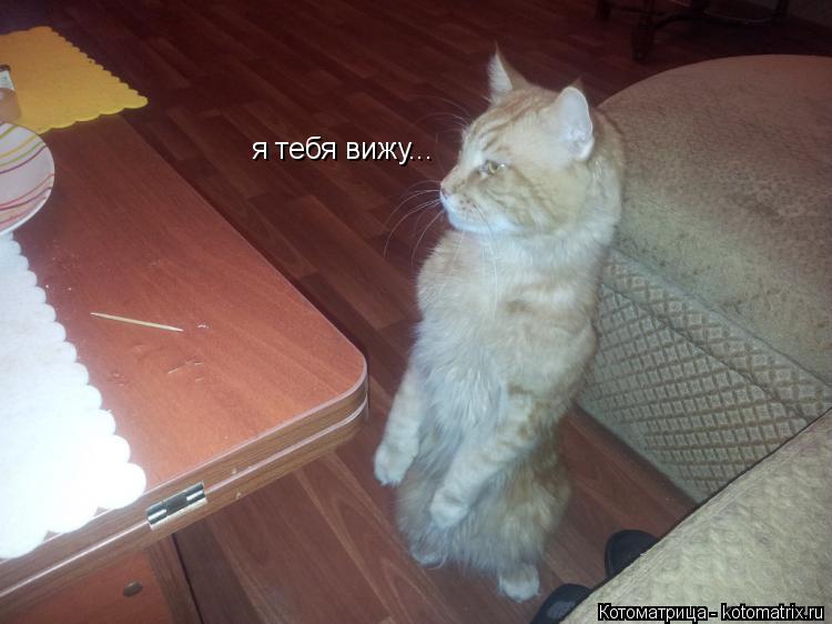 я тебя вижу...... Котоматрица: я тебя вижу...