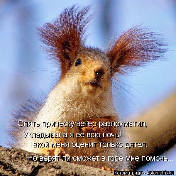 Котоматрица: Опять прическу ветер разлохматил, Укладывала я ее всю ночь! Такой меня оценит только дятел, Но верят ли сможет в горе мне помочь...