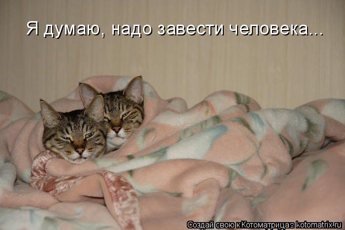 Котоматрица: Я думаю, надо завести человека...
