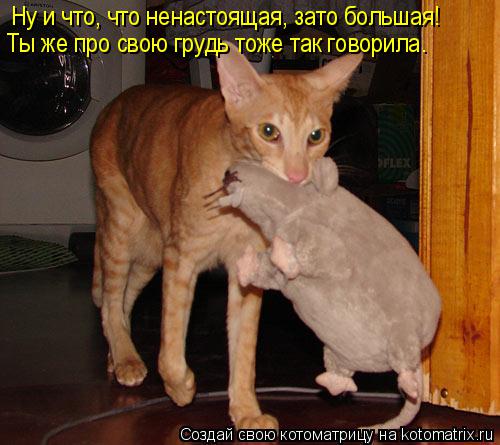 Ну и что, что ненастоящая, зато большая! Ты же про свою грудь тоже так говорила.... Котоматрица: Ну и что, что ненастоящая, зато большая! Ты же про свою грудь тоже так говорила.