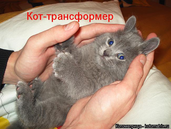 Котоматрица: Кот-трансформер