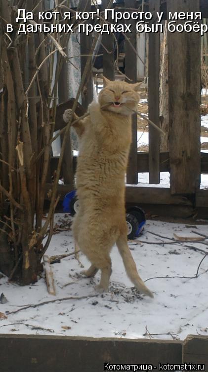 Котоматрица: Да кот я кот! Просто у меня   в дальних предках был бобёр.