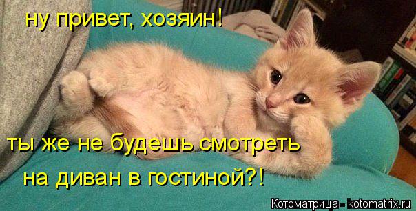 ну привет, хозяин! ты же не будешь смотреть на диван в гостиной?!... Котоматрица: ну привет, хозяин! ты же не будешь смотреть на диван в гостиной?!