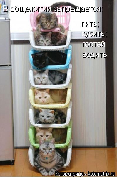 В общежитии запрещается: пить; курить; гостей водить... Котоматрица: В общежитии запрещается: пить; курить; гостей водить