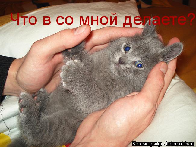 Котоматрица: Что в со мной делаете?