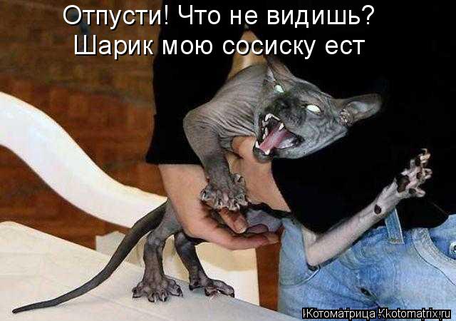 Котоматрица: Отпусти! Что не видишь? Шарик мою сосиску ест