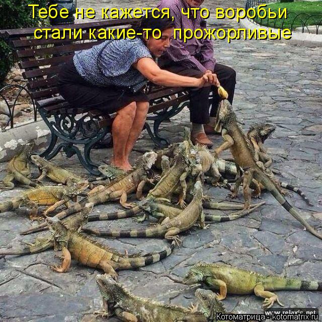 Котоматрица: Тебе не кажется, что воробьи стали какие-то  прожорливые