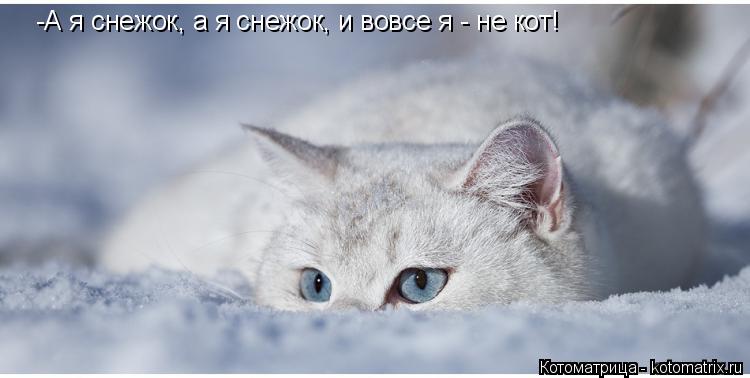 Котоматрица: -А я снежок, а я снежок, и вовсе я - не кот!