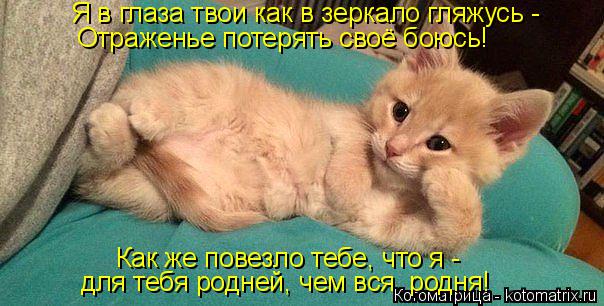 Котоматрица: Я в глаза твои как в зеркало гляжусь - Отраженье потерять своё боюсь! Как же повезло тебе, что я - для тебя родней, чем вся  родня!