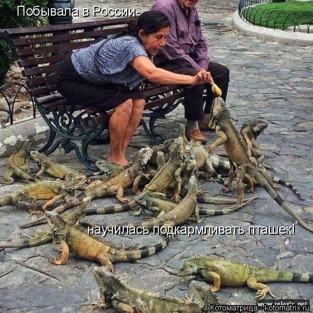 Побывала в России- научилась подкармливать пташек!... Котоматрица: Побывала в России- научилась подкармливать пташек!