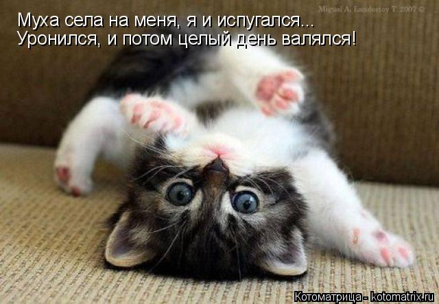 Котоматрица: Муха села на меня, я и испугался... Уронился, и потом целый день валялся!