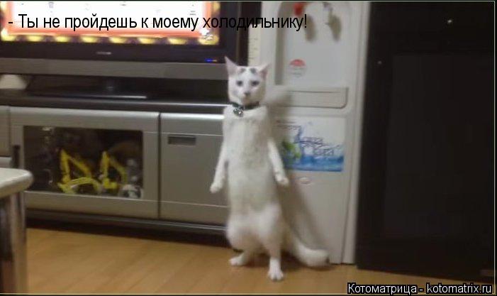 Котоматрица: - Ты не пройдешь к моему холодильнику!