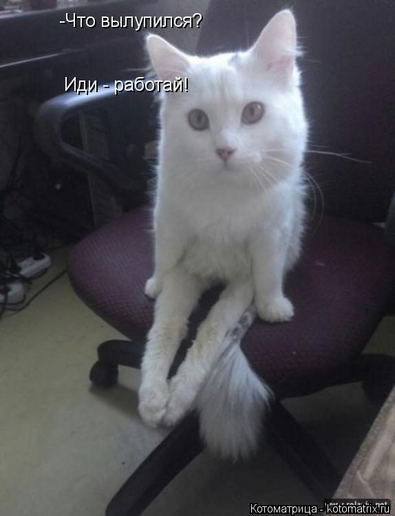 Котоматрица: -Что вылупился?  Иди - работай!