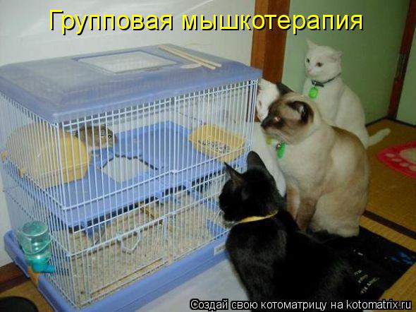Групповая мышкотерапия... Котоматрица: Групповая мышкотерапия