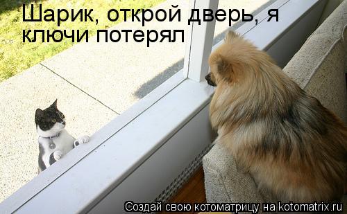 Шарик, открой дверь, я ключи потерял... Котоматрица: Шарик, открой дверь, я ключи потерял