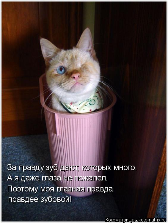 Поэтому моя глазная правда А я даже глаза не пожалел. За правду зуб дают, которых много. правдее зуб... Котоматрица: Поэтому моя глазная правда А я даже глаза не пожалел. За правду зуб дают, которых много. правдее зубовой!