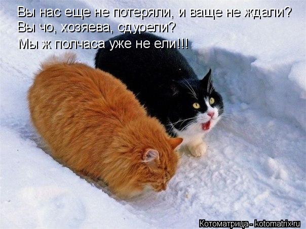 Вы чо, хозяева, сдурели? Мы ж полчаса уже не ели!!! Вы нас еще не потеряли, и ваще не ждали?... Котоматрица: Вы чо, хозяева, сдурели? Мы ж полчаса уже не ели!!! Вы нас еще не потеряли, и ваще не ждали?