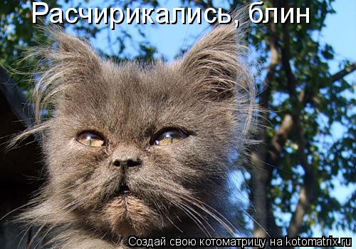 Расчирикались, блин... Котоматрица: Расчирикались, блин