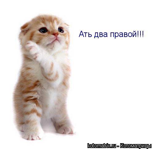 Котоматрица: Ать два правой!!!