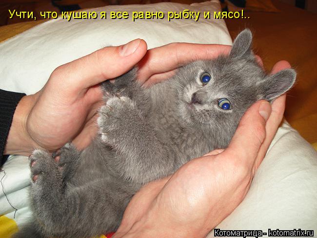 Котоматрица: Учти, что кушаю я все равно рыбку и мясо!..