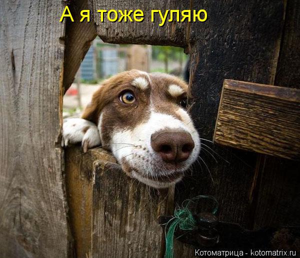 Котоматрица: А я тоже гуляю