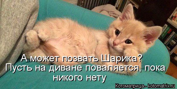 Котоматрица: А может позвать Шарика? Пусть на диване поваляется, пока никого нету