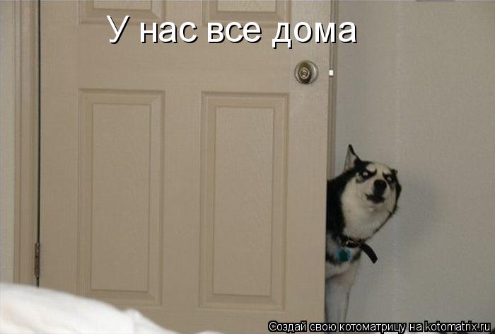 У нас все дома... Котоматрица: У нас все дома