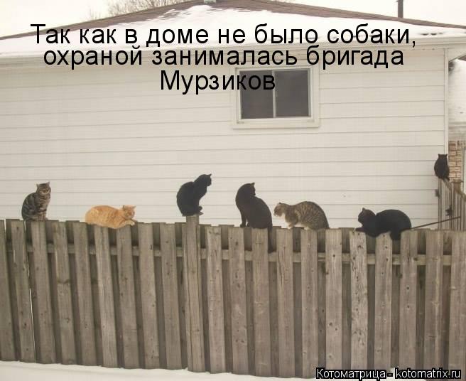 Котоматрица: охраной занималась бригада Так как в доме не было собаки, Мурзиков
