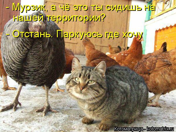 Котоматрица: - Мурзик, а чё это ты сидишь на нашей территории? - Отстань. Паркуюсь где хочу