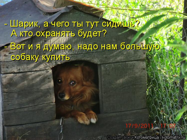 Котоматрица: - Вот и я думаю, надо нам большую собаку купить - Шарик, а чего ты тут сидишь? А кто охранять будет?