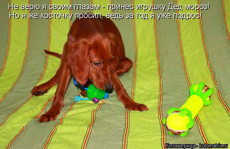 Котоматрица: Не верю я своим глазам - принес игрушку Дед мороз! Но я же косточку просил, ведь за год я уже подрос!