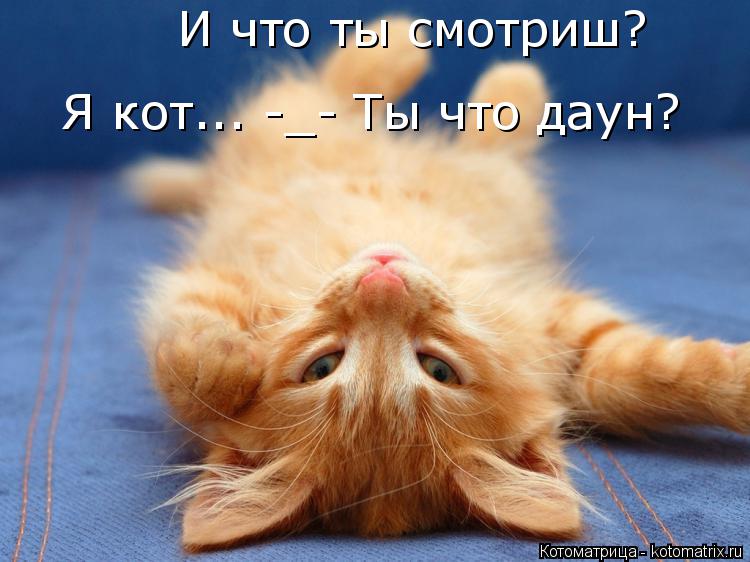 Котоматрица: И что ты смотриш? Я кот... -_- Ты что даун?