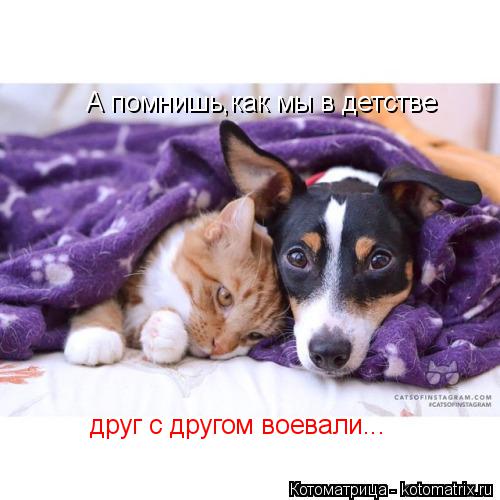 А помнишь,как мы в детстве друг с другом воевали...... Котоматрица: А помнишь,как мы в детстве друг с другом воевали...