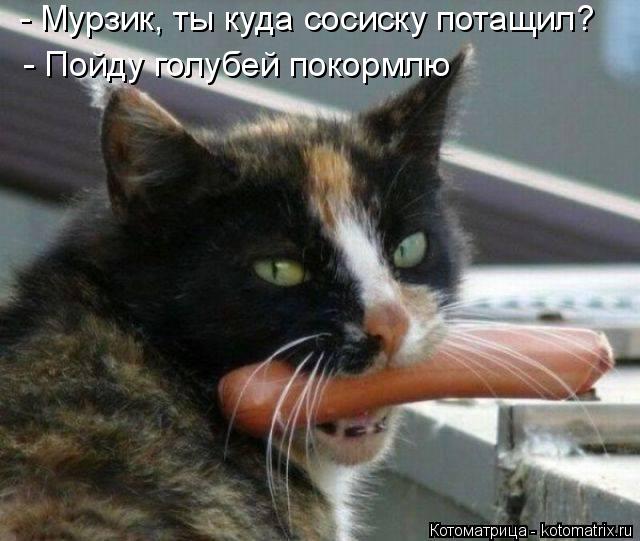 Котоматрица: - Мурзик, ты куда сосиску потащил? - Пойду голубей покормлю