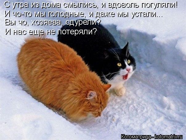 Котоматрица: С утра из дома смылись, и вдоволь погуляли! И чо-то мы голодные, и даже мы устали... Вы чо, хозяева, сдурели?  И нас еще не потеряли?
