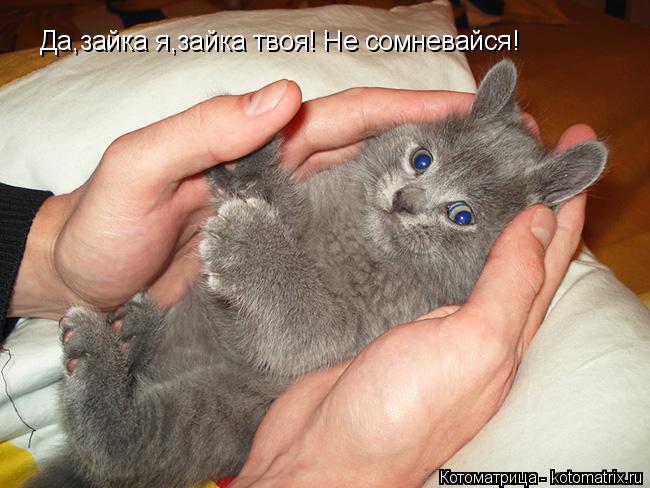 Котоматрица: Да,зайка я,зайка твоя! Не сомневайся!