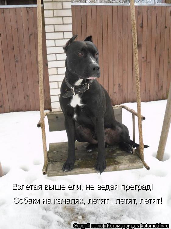 Взлетая выше ели, не ведая преград! Собаки на качалях, летят , летят, летят!... Котоматрица: Взлетая выше ели, не ведая преград! Собаки на качалях, летят , летят, летят!